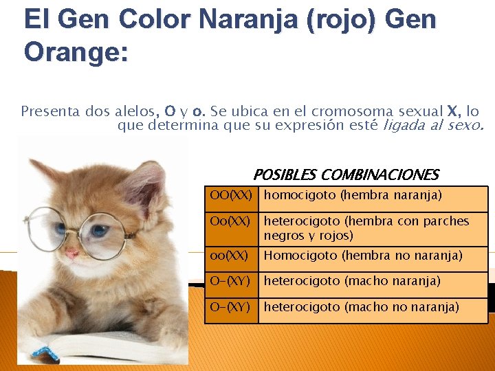 El Gen Color Naranja (rojo) Gen Orange: Presenta dos alelos, O y o. Se