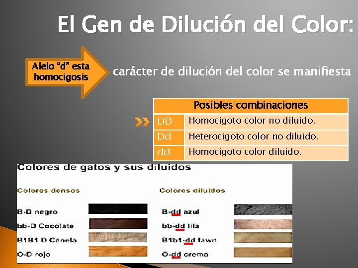 El Gen de Dilución del Color: Alelo “d” esta homocigosis carácter de dilución del