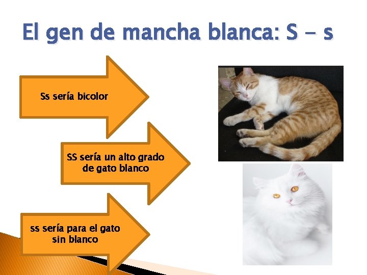 El gen de mancha blanca: S - s Ss sería bicolor SS sería un