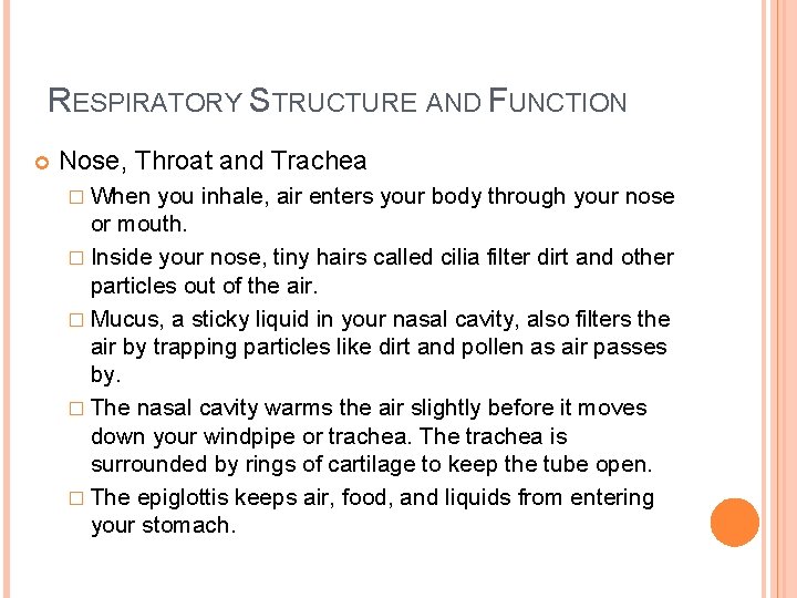 RESPIRATORY STRUCTURE AND FUNCTION Nose, Throat and Trachea � When you inhale, air enters