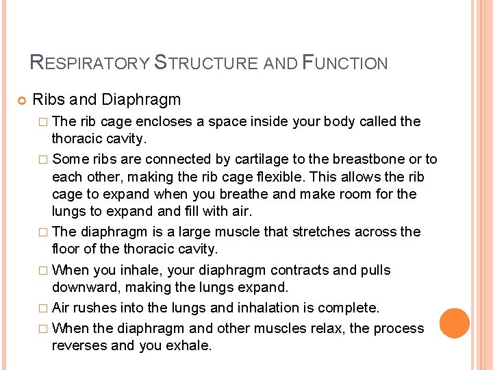 RESPIRATORY STRUCTURE AND FUNCTION Ribs and Diaphragm � The rib cage encloses a space