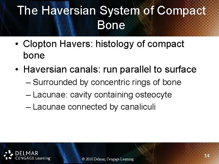 The Haversian System of Compact Bone • Clopton Havers: histology of compact bone •