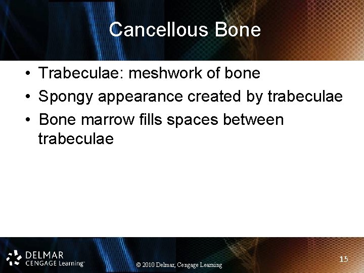 Cancellous Bone • Trabeculae: meshwork of bone • Spongy appearance created by trabeculae •