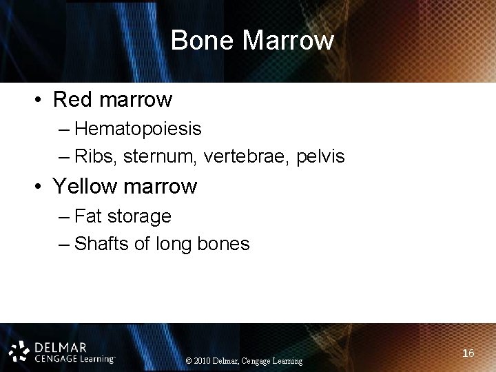 Bone Marrow • Red marrow – Hematopoiesis – Ribs, sternum, vertebrae, pelvis • Yellow