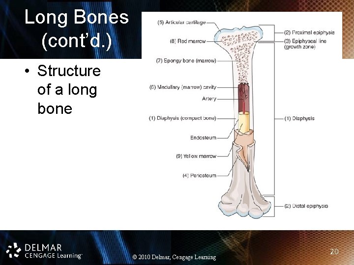 Long Bones (cont’d. ) • Structure of a long bone © 2010 Delmar, Cengage