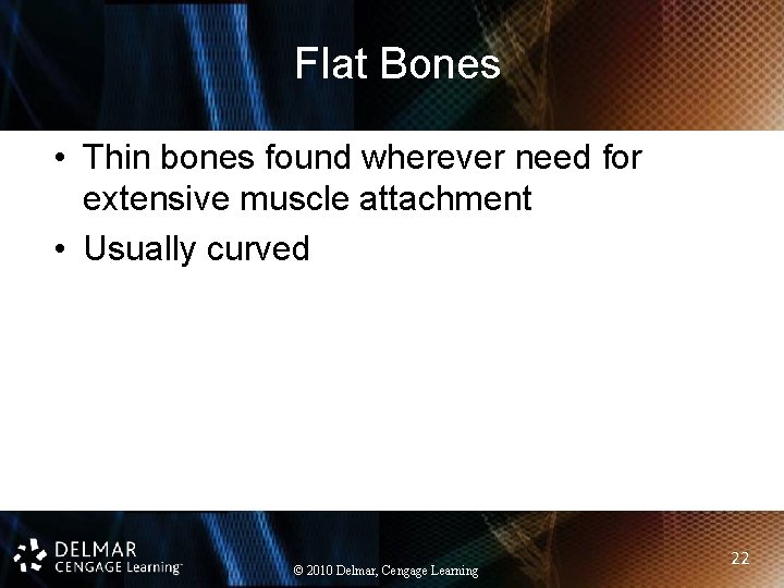 Flat Bones • Thin bones found wherever need for extensive muscle attachment • Usually