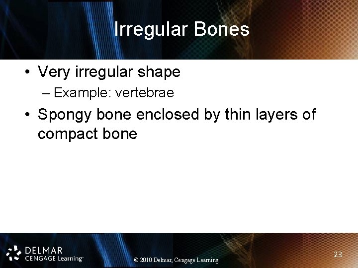 Irregular Bones • Very irregular shape – Example: vertebrae • Spongy bone enclosed by