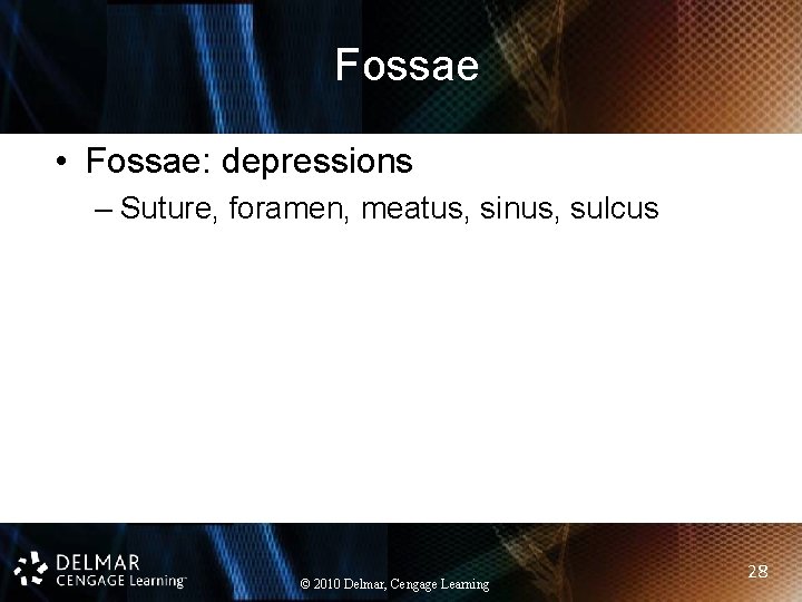 Fossae • Fossae: depressions – Suture, foramen, meatus, sinus, sulcus © 2010 Delmar, Cengage