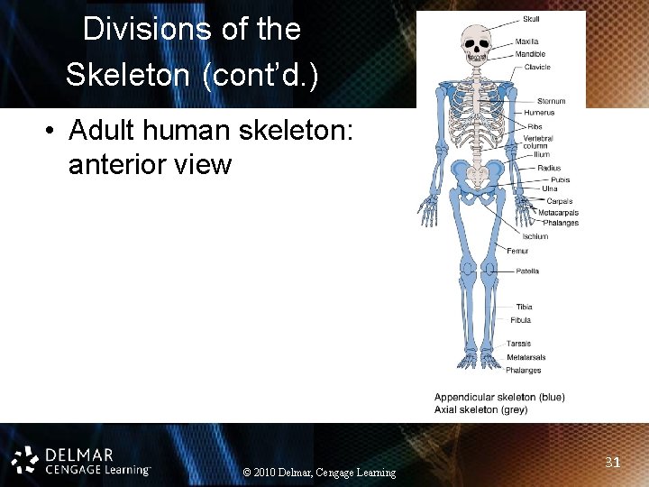 Divisions of the Skeleton (cont’d. ) • Adult human skeleton: anterior view © 2010