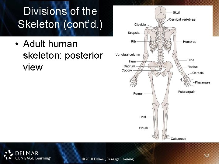 Divisions of the Skeleton (cont’d. ) • Adult human skeleton: posterior view © 2010