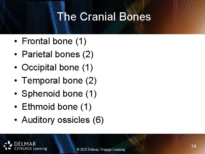 The Cranial Bones • • Frontal bone (1) Parietal bones (2) Occipital bone (1)