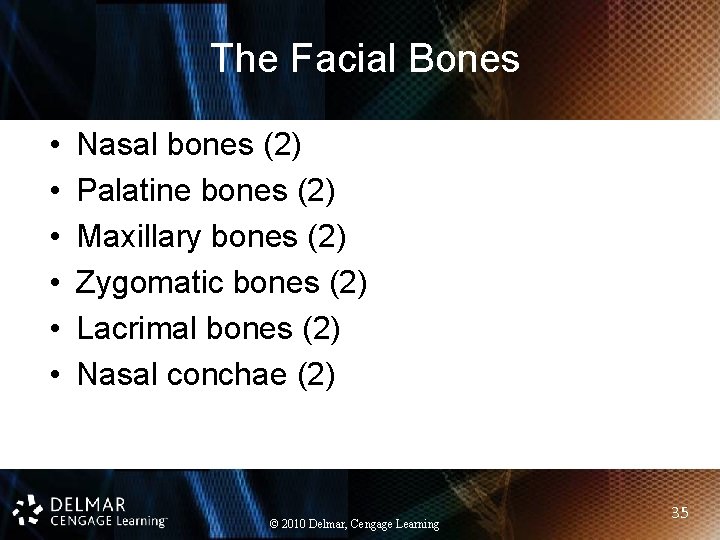 The Facial Bones • • • Nasal bones (2) Palatine bones (2) Maxillary bones