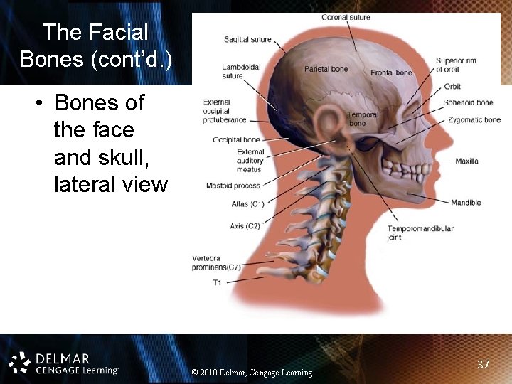 The Facial Bones (cont’d. ) • Bones of the face and skull, lateral view