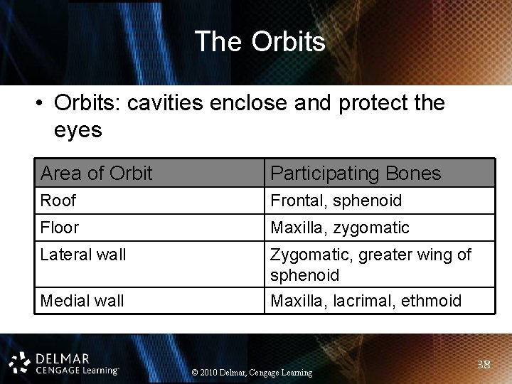 The Orbits • Orbits: cavities enclose and protect the eyes Area of Orbit Participating