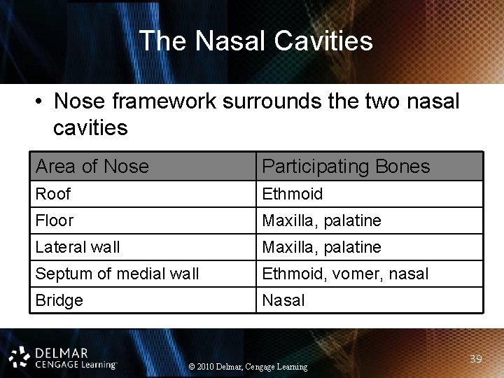 The Nasal Cavities • Nose framework surrounds the two nasal cavities Area of Nose