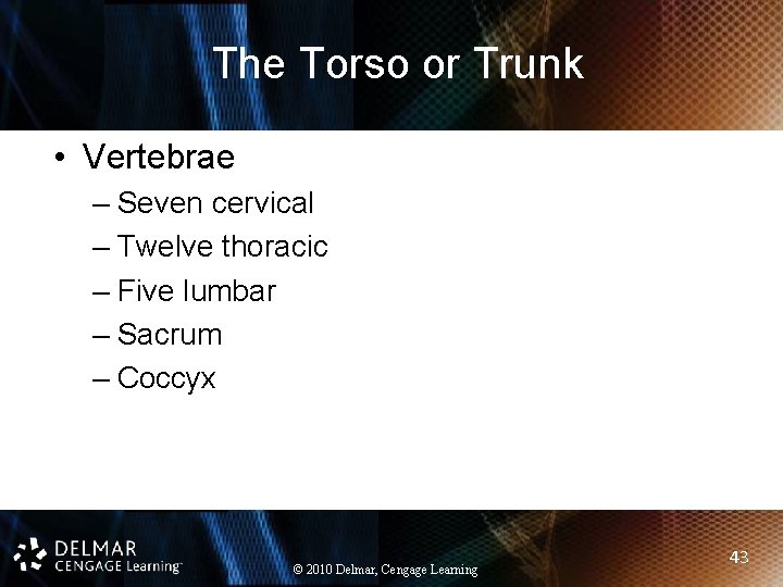 The Torso or Trunk • Vertebrae – Seven cervical – Twelve thoracic – Five