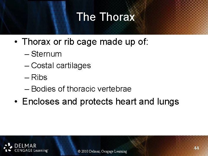 The Thorax • Thorax or rib cage made up of: – Sternum – Costal