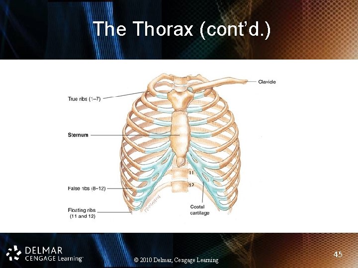 The Thorax (cont’d. ) © 2010 Delmar, Cengage Learning 45 