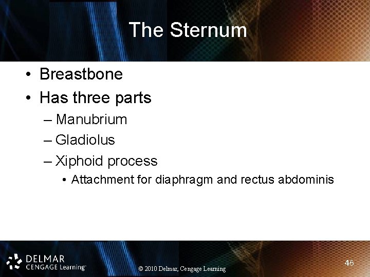 The Sternum • Breastbone • Has three parts – Manubrium – Gladiolus – Xiphoid