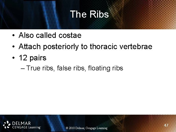 The Ribs • Also called costae • Attach posteriorly to thoracic vertebrae • 12