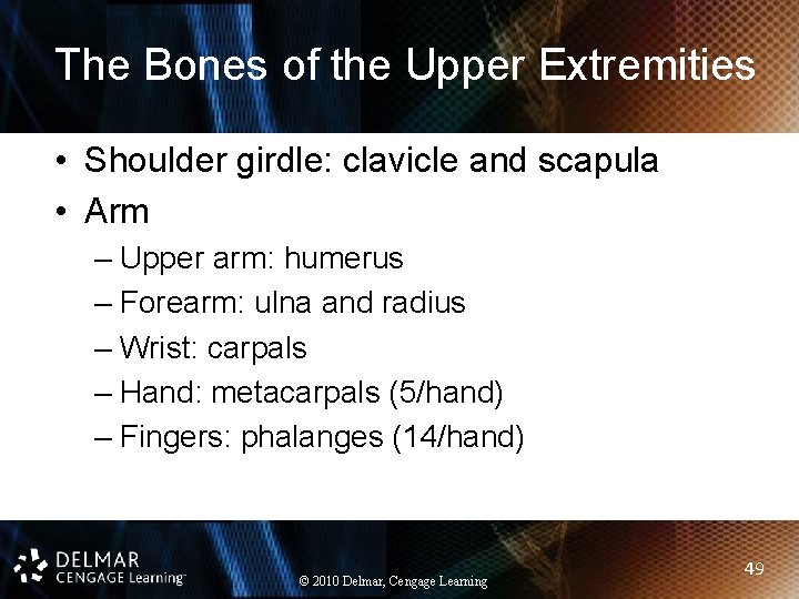 The Bones of the Upper Extremities • Shoulder girdle: clavicle and scapula • Arm