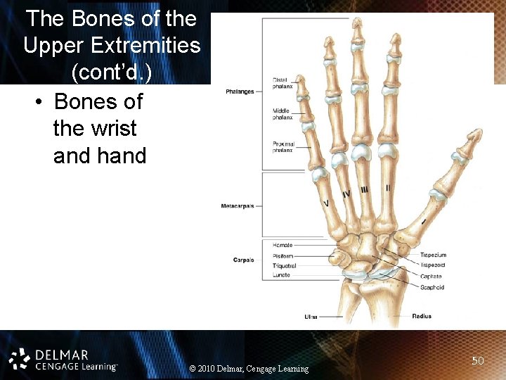 The Bones of the Upper Extremities (cont’d. ) • Bones of the wrist and