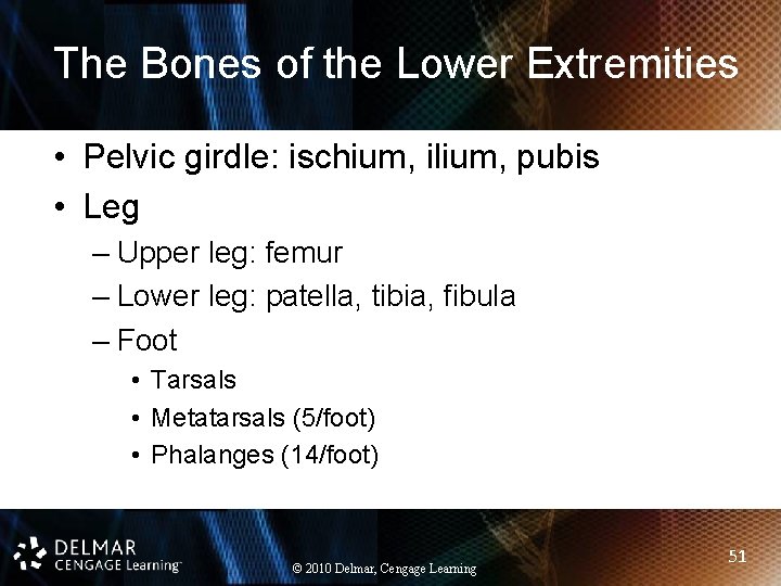 The Bones of the Lower Extremities • Pelvic girdle: ischium, ilium, pubis • Leg