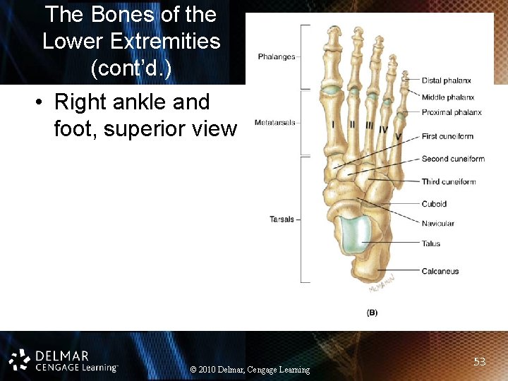 The Bones of the Lower Extremities (cont’d. ) • Right ankle and foot, superior