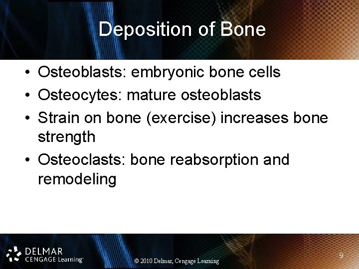 Deposition of Bone • Osteoblasts: embryonic bone cells • Osteocytes: mature osteoblasts • Strain