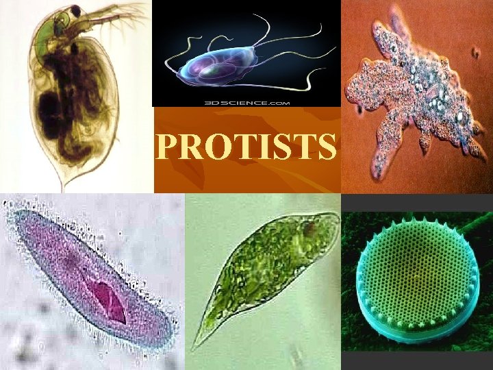 PROTISTS 