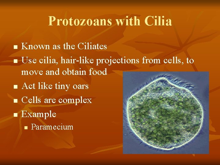 Protozoans with Cilia n n n Known as the Ciliates Use cilia, hair-like projections