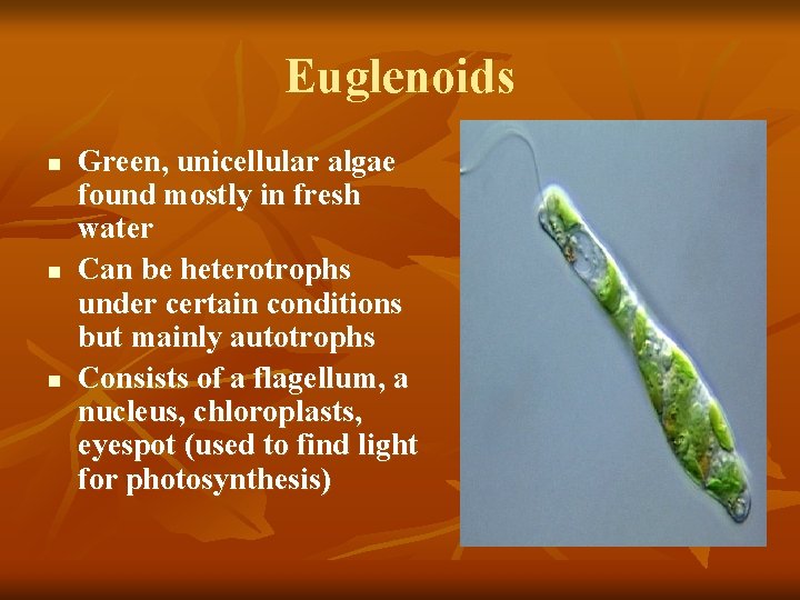 Euglenoids n n n Green, unicellular algae found mostly in fresh water Can be
