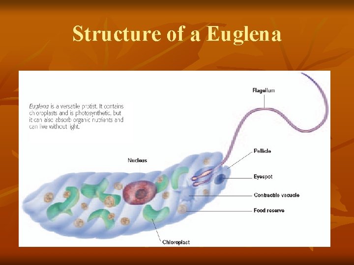 Structure of a Euglena 