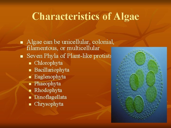 Characteristics of Algae n n Algae can be unicellular, colonial, filamentous, or multicellular Seven