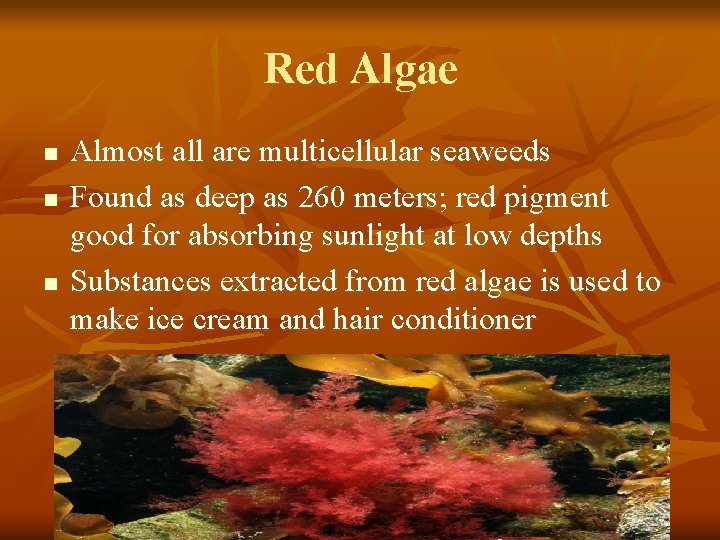 Red Algae n n n Almost all are multicellular seaweeds Found as deep as