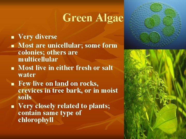 Green Algae n n n Very diverse Most are unicellular; some form colonies; others