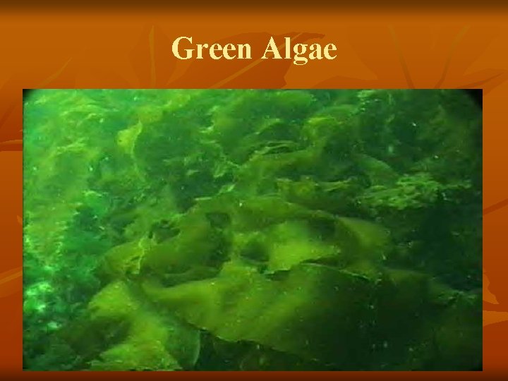 Green Algae 