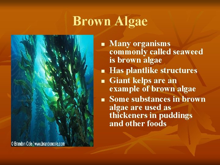 Brown Algae n n Many organisms commonly called seaweed is brown algae Has plantlike