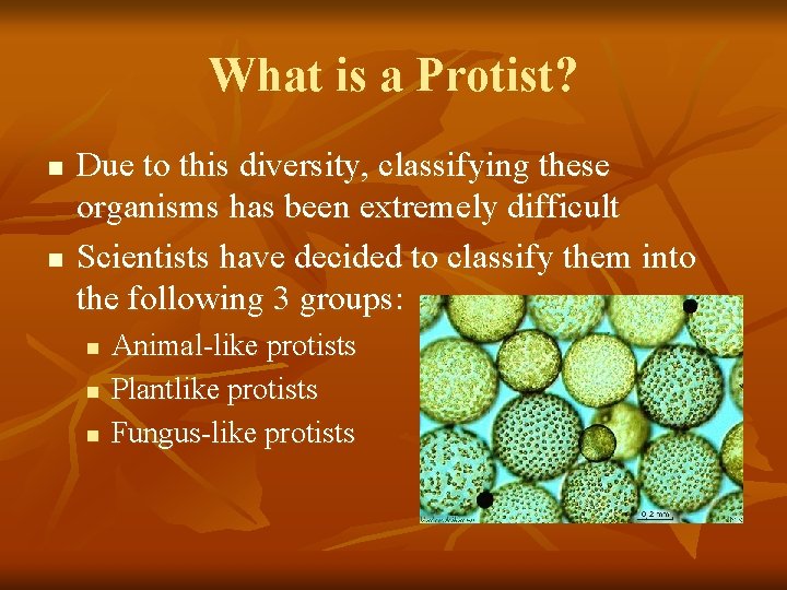 What is a Protist? n n Due to this diversity, classifying these organisms has