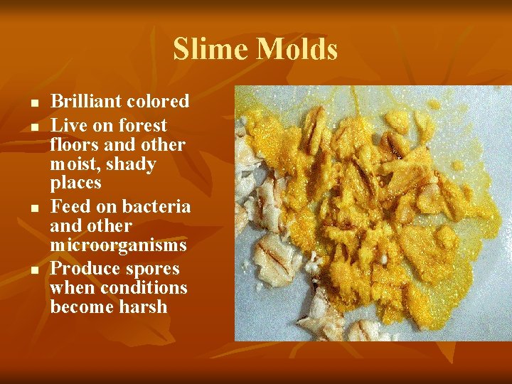 Slime Molds n n Brilliant colored Live on forest floors and other moist, shady