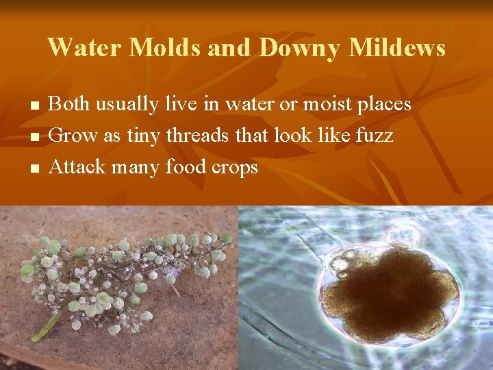 Water Molds and Downy Mildews n n n Both usually live in water or