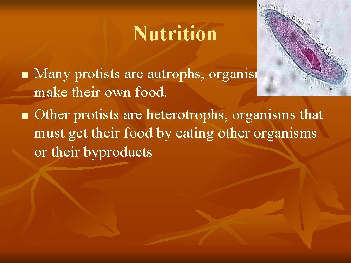 Nutrition n n Many protists are autrophs, organisms that make their own food. Other