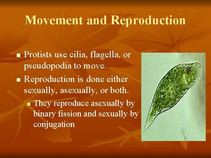 Movement and Reproduction n n Protists use cilia, flagella, or pseudopodia to move. Reproduction