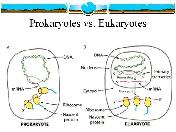 Prokaryotes vs. Eukaryotes 