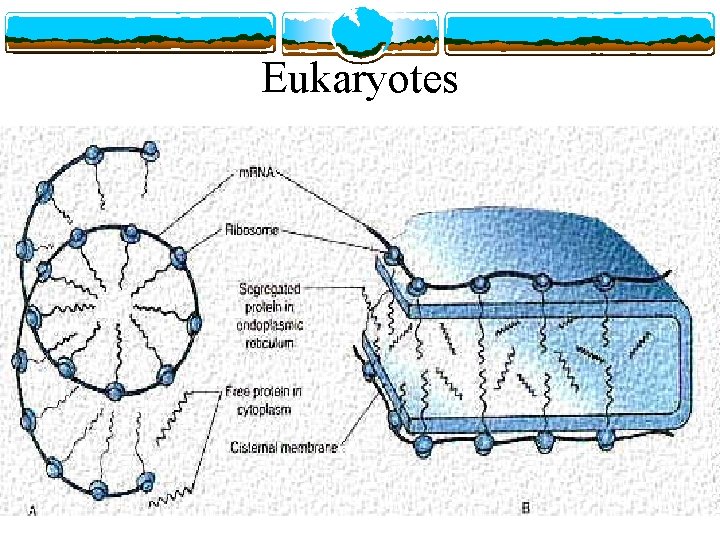 Eukaryotes 