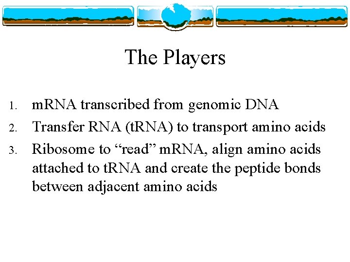 The Players 1. 2. 3. m. RNA transcribed from genomic DNA Transfer RNA (t.