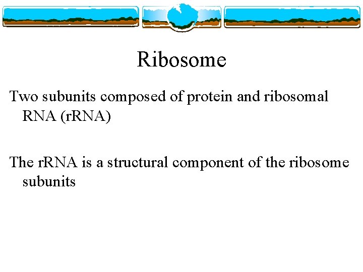 Ribosome Two subunits composed of protein and ribosomal RNA (r. RNA) The r. RNA