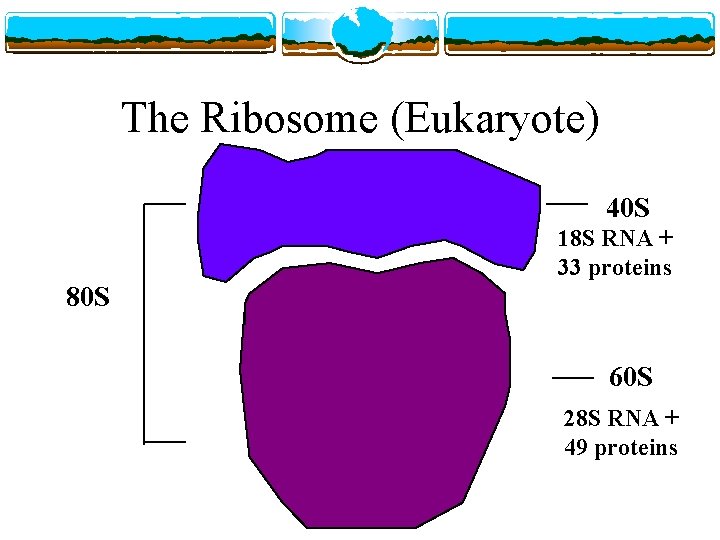 The Ribosome (Eukaryote) 40 S 18 S RNA + 33 proteins 80 S 60