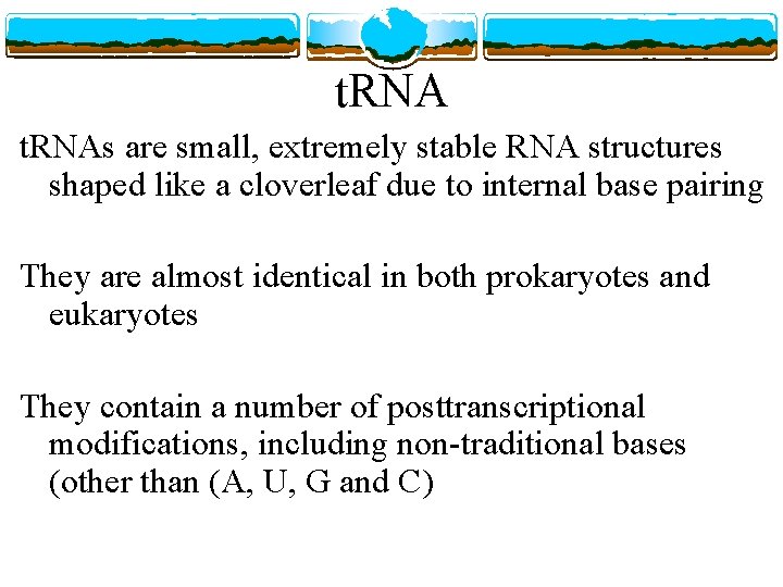 t. RNAs are small, extremely stable RNA structures shaped like a cloverleaf due to