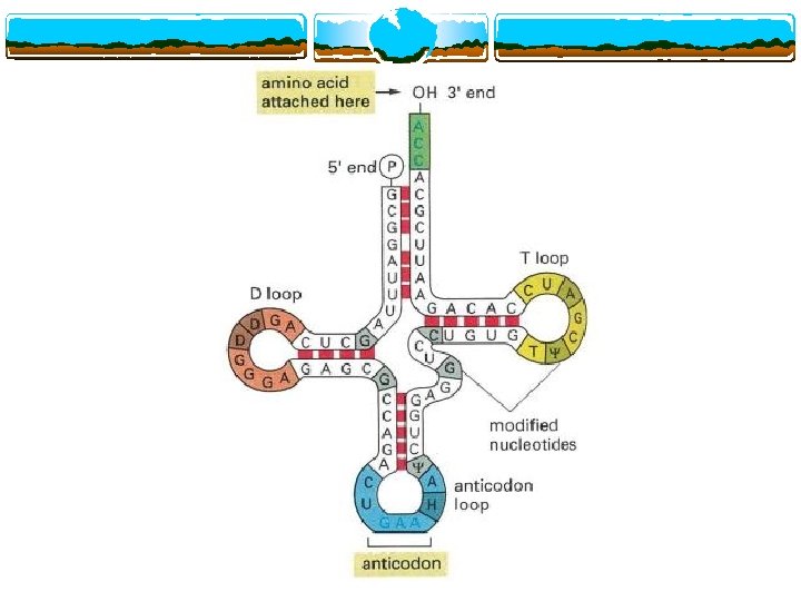 t. RNA 